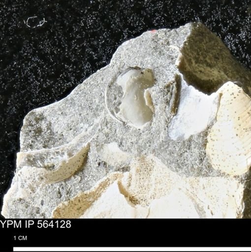 undet. Mollusca