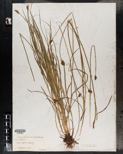 Carex