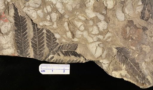 Cladophlebis methowensis