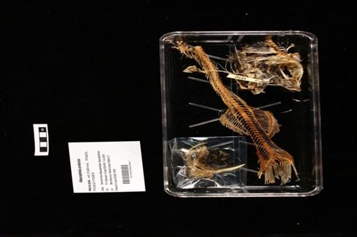 Alepocephalus productus