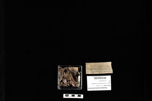 Pseudopleuronectes americanus