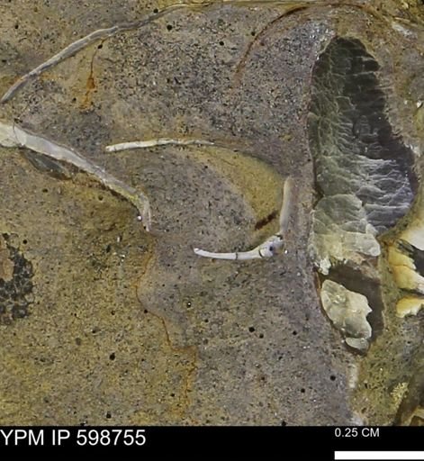 undet. Bivalvia
