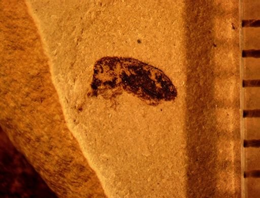 undet. Curculionidae