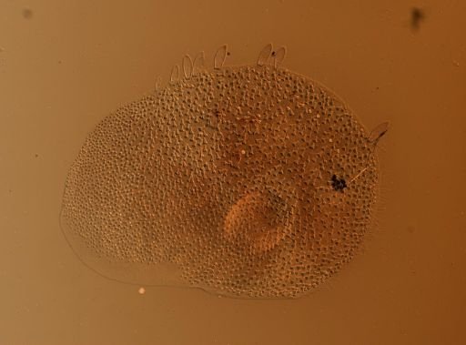 Lagisca floccosa