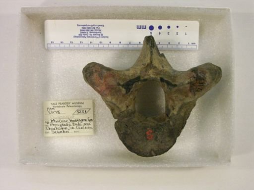 Dugongidae