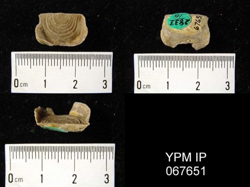 Leptaena rhomboidalis