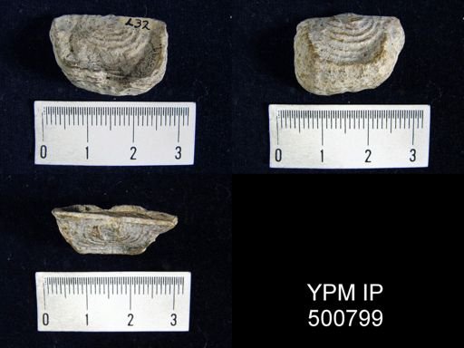 Leptaena depressa