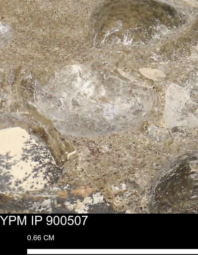 Anomia gryphorhyncha