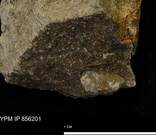 undet. Mollusca