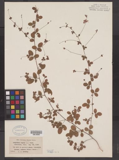Lespedeza repens