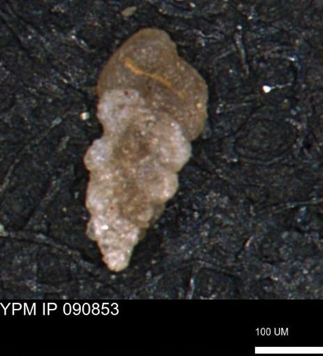 Verneuilina canadensis