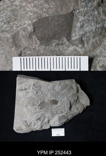 undet. Eurypterida