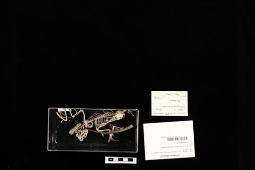 Sceloporus olivaceus