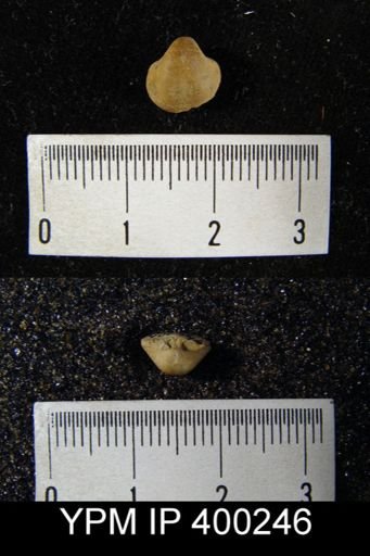 Ambocoelia planoconvexa