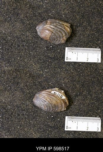 Inoceramus sp.
