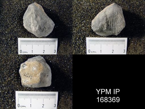 Uncinulus campbellanus