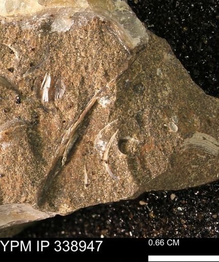 undet. Bivalvia