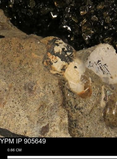 undet. Gastropoda