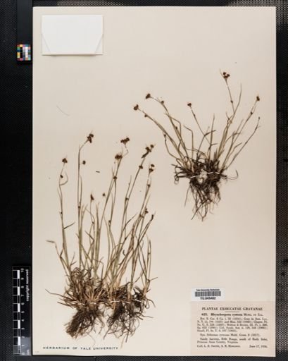 Rhynchospora