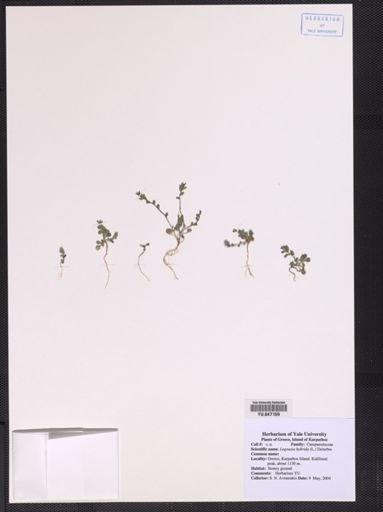 Plantae
