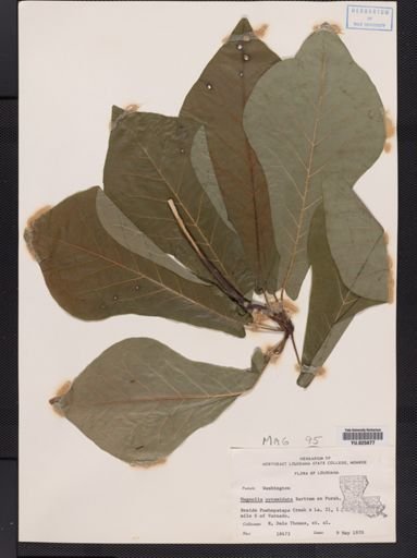 Magnolia