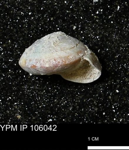 Poecilozonites bermudensis zonatus