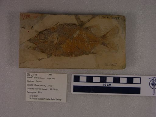 Holocentrum pygmaeum