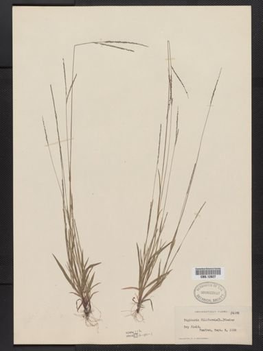 Digitaria filiformis