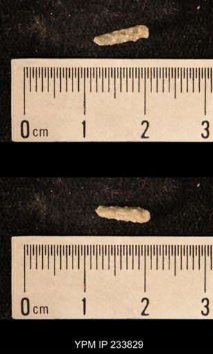 Archaeocidaris sp.