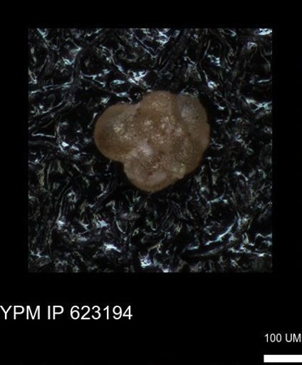 undet. Foraminiferida