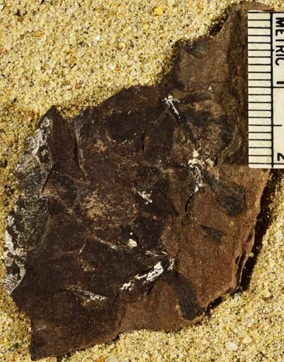 Sphenophyllum sp.