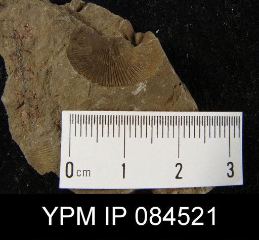 Schizophoria senecta
