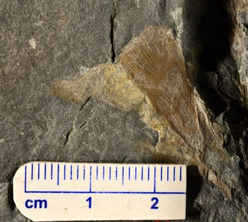 Eddya sullivanensis