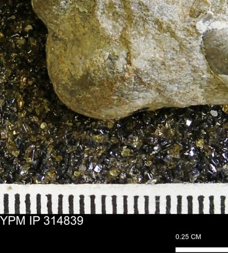 undet. Mollusca