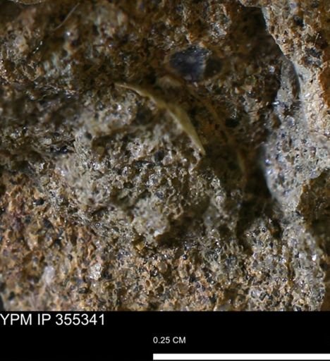 Mollusca