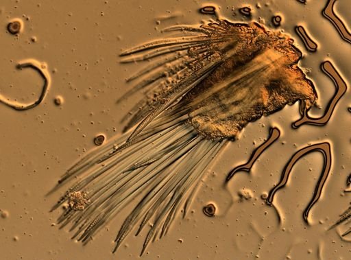 Eunoe nodosa?