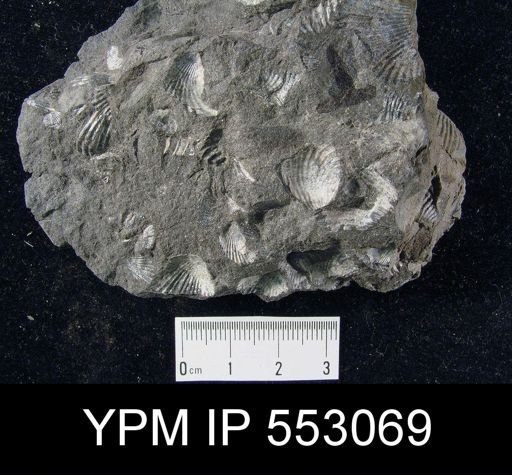 Camarotoechia sp.