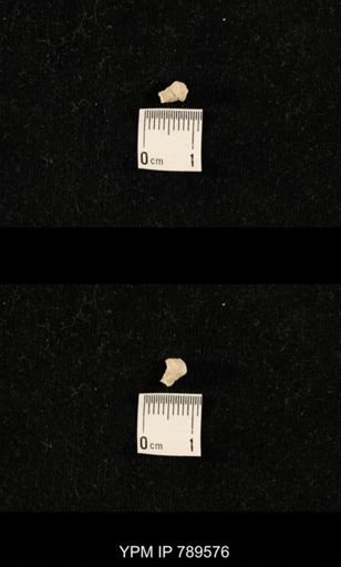 undet. Bryozoa