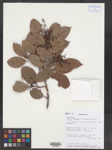 Ocotea racemosa