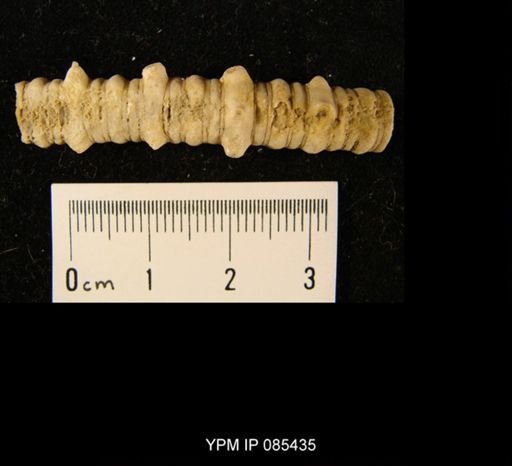 Erisocrinus typus