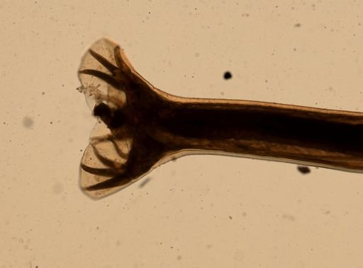Ancylostoma caninum