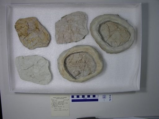 Watsonulus eugnathoides