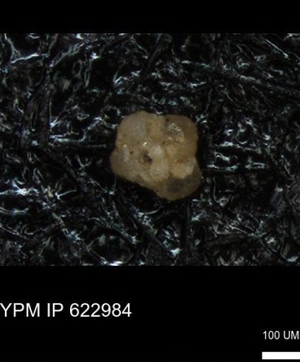 undet. Foraminiferida