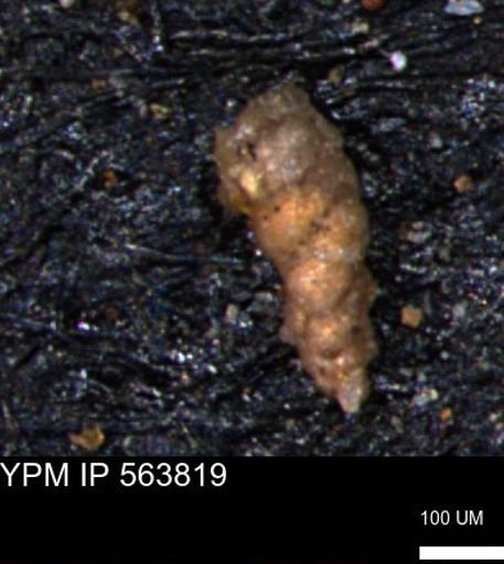 Verneuilinoides kansasensis