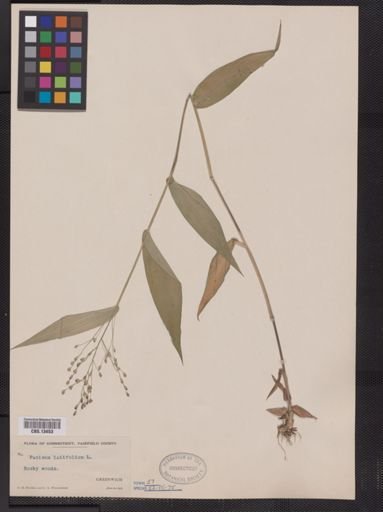 Panicum latifolium