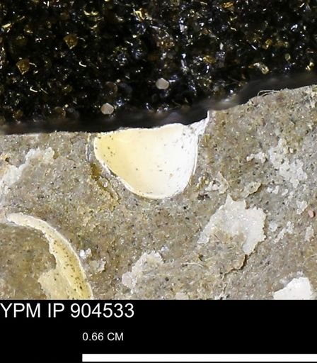 Corbulamella sp.