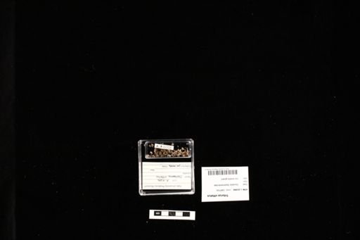 Triturus vittatus