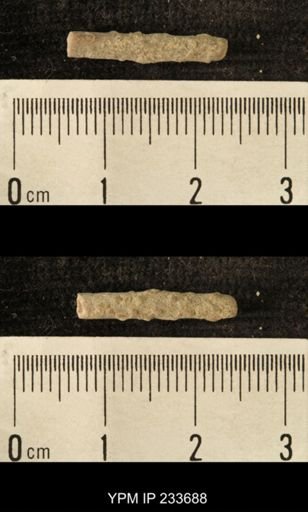Archaeocidaris sp.