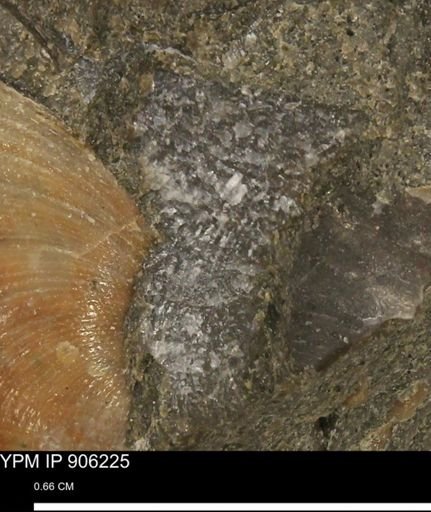 Oxytoma (Hypoxytoma) nebrascana