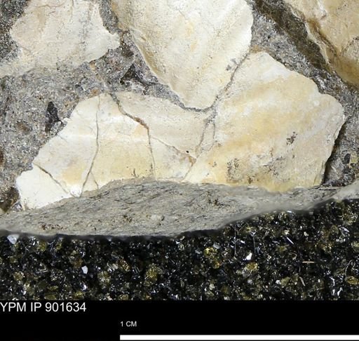 Inoceramus sp.